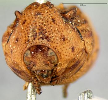 Media type: image;   Entomology 9359 Aspect: head frontal view